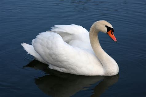 Filemute Swan Vrhnika Wikimedia Commons