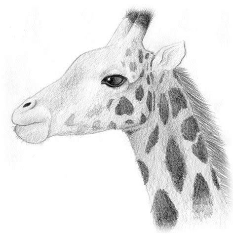 Dessin Girafe Réaliste Tutoriel