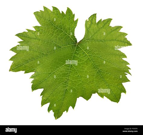 Grape Leaf Isolated On White Background Stock Photo Alamy