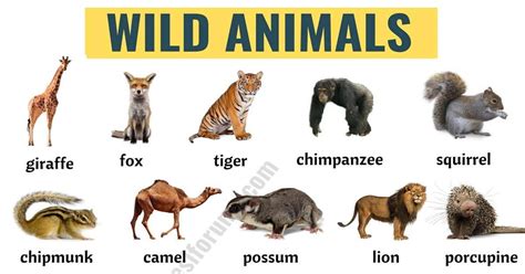 Wild Animals In This Lesson You Will Learn A List Of Common Wild