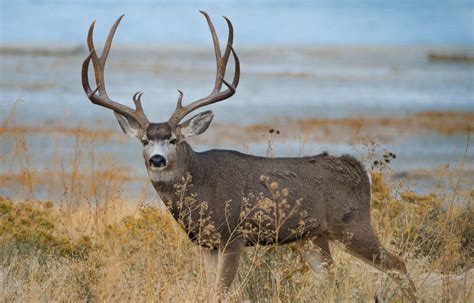 Mule Deer Vs Whitetail Deer Hunting Great Days Outdoors