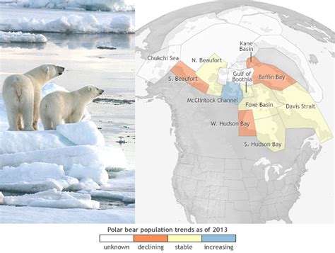 Polar Bear Fortunes Vary Across The Arctic Noaa