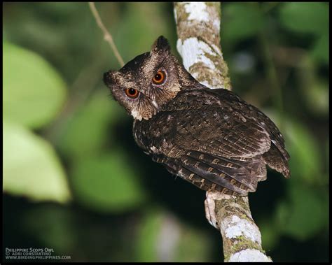 Philippine Scops Owl Philippine Bird Photography Forum