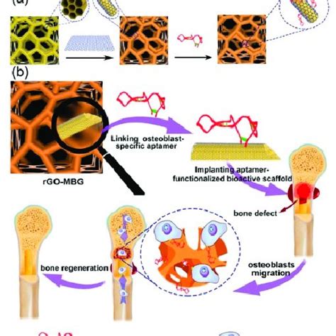 Pdf Bone Repair And Regenerative Biomaterials Towards Recapitulating The Microenvironment