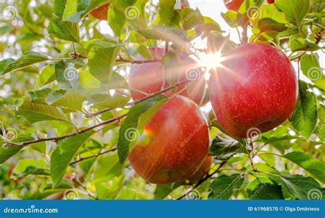 Sun Rays Go Through Apple Tree Stock Photo Image Of Nature Fruit