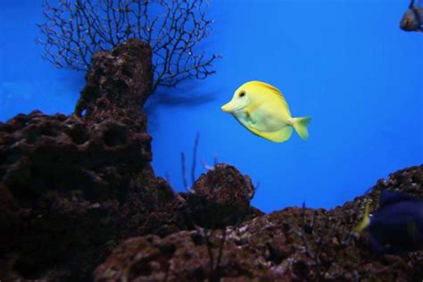 8 Steps On Small Saltwater Fish Tank Setup For Beginners Seafish