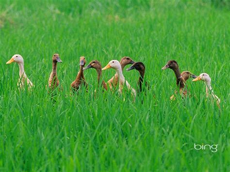 Grass Swan August 2013 Bing Wallpaper Preview