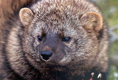 Californias Fisher Cat Newest Victim Of Poison From
