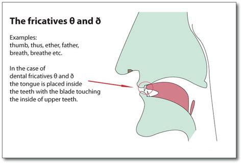 Dental Fricatives θ And ð English Language Language English Words