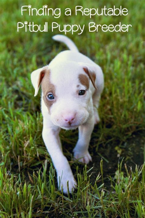 American pit bull terriers exude strength and agility. Finding a Reputable Pitbull Puppy Breeder - DogVills