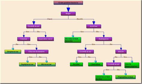 Die software lässt sich einfach installieren und bedienen; Wie macht man ein Grafisches Diagramm? Ähnlich Stammbaum ...