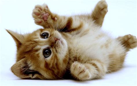 Super Cute Kitten Wallpapers Super Cute Kitten Stock Photos