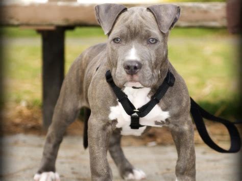Pitbull Puppies Wallpapers Top Những Hình Ảnh Đẹp