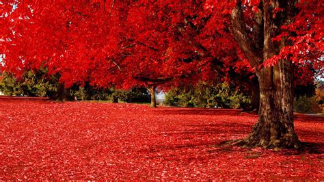 Red Autumn Mac Wallpaper Download Allmacwallpaper