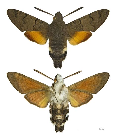 Featured Creature Hummingbird Hawk Moth Blog Nature Pbs