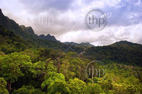 Spectacular Jungle Landscape With Mountain Range Thpstock