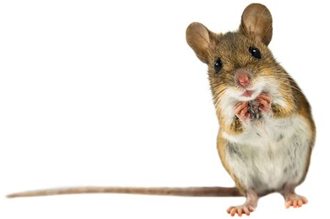 The Vineyard Gazette Marthas Vineyard News Is There A Mouse In The
