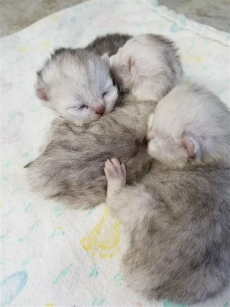 Newborn Persian Kittens
