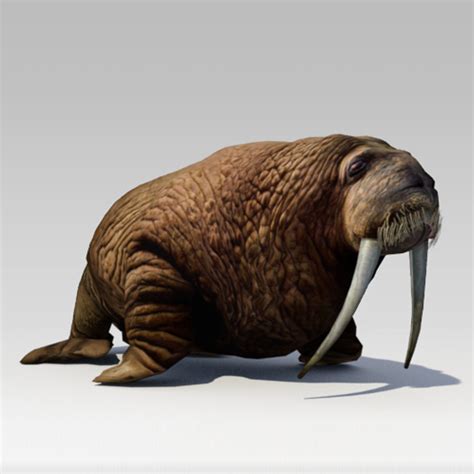 Walrus Animated 3d Model Cgtrader