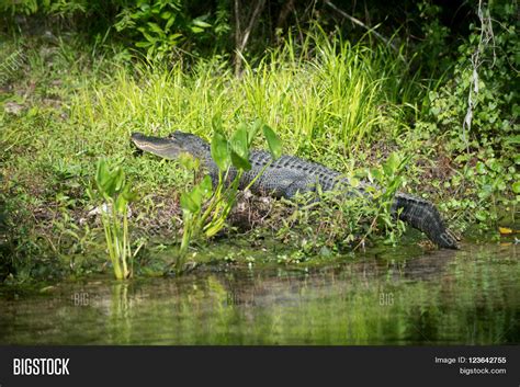 Alligator Florida Swamp Image And Photo Bigstock