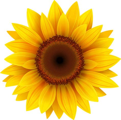 Sunflower Illustrations Royalty Free Vector Graphics