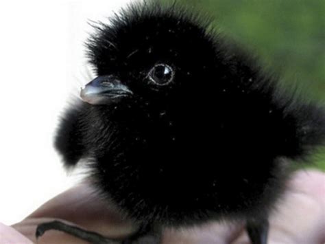 Baby Crow Teh Cute