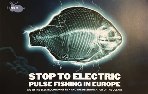 European Parliament Backs Ban On Pulse Fishing John Howarth Mep 2017 20