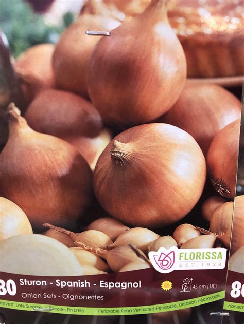 Spring Bulbs Onion Sets Sturon Spanish Florissa Blue Grass Nursery