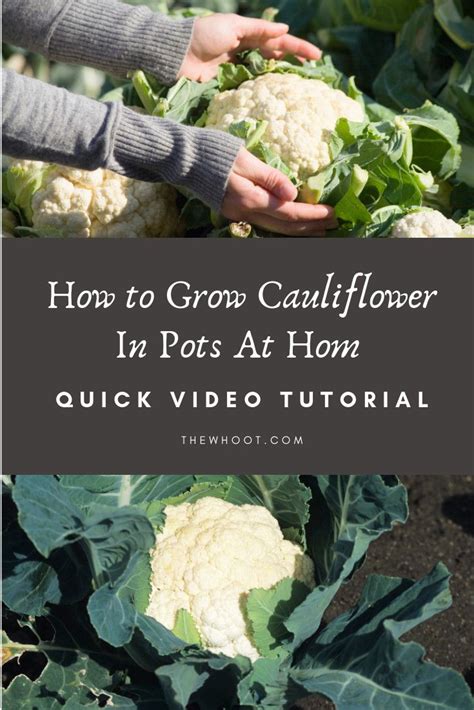 How To Grow Cauliflower In Pots At Home Video The Whoot Growing