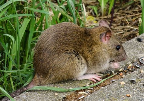 Mein onkel hatte mal einen guten tipp für mich. Ratten im Garten erkennen und bekämpfen | die besten 3 Tipps