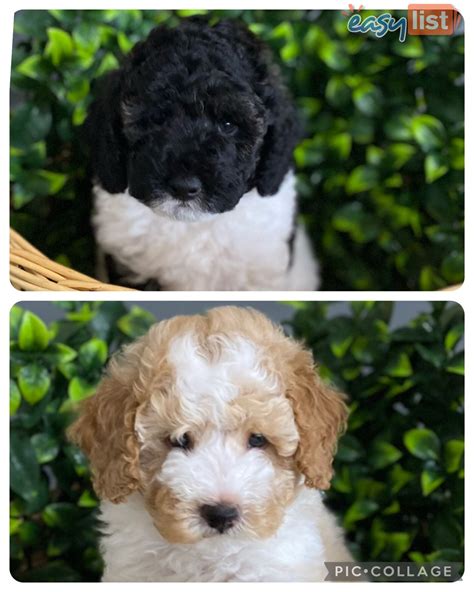 Super Cute Purebred Small Toy Poodle Male Puppy For Sale