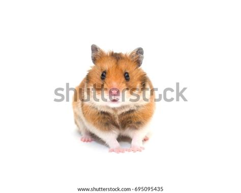 Cute Syrian Hamster Isolated On White Stock Photo Edit Now 695095435