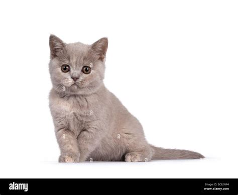 Cute Lilac Tortie British Shorthair Cat Kitten Sitting Side Ways