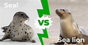 Seals vs Sea Lions: 5 Major Differences Explained - A-Z Animals
