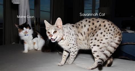 Bengal Cat Vs Savannah Cat Comparison