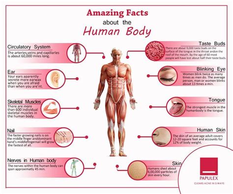 Did You Know About These Interesting Facts That Make The Human Body A