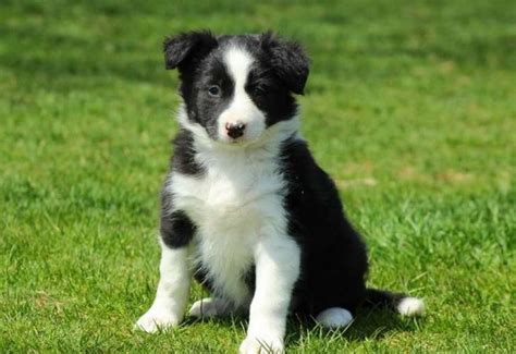 Black And White Female Border Collie Puppies Available Registered By The
