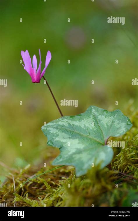 Flowering Spring Sowbread Stock Photo Alamy
