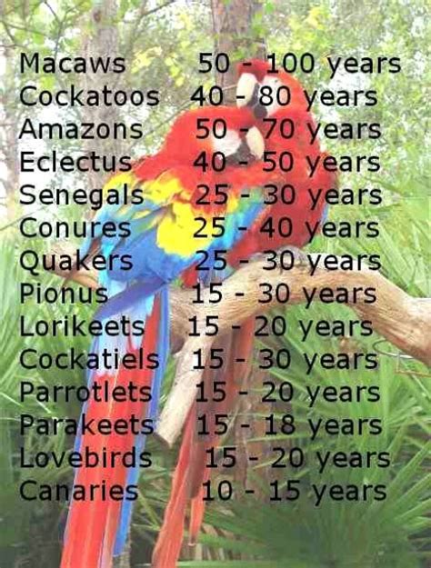 16 Fatos Interessantes Sobre Papagaios Fatos And Curiosidades™