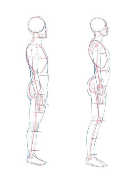 Human Anatomy Side View Human Anatomy Side View Image For Human Body