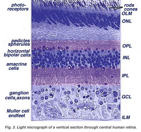 Webvision Simple Anatomy Of The Retina