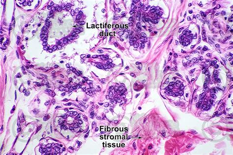 Woman Inactive Mammary Gland Vertical Section 500x Mammary Gland