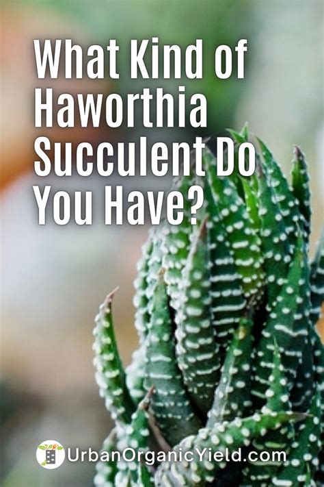 Haworthia Succulents Varieties To Grow In Your Garden These