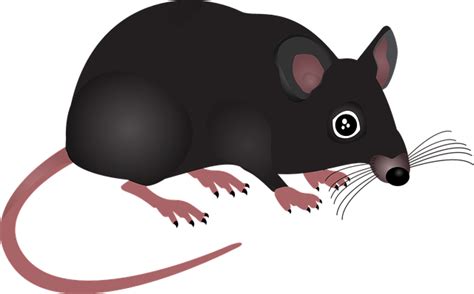 32+ Gambar Tikus Kartun - Kumpulan Gambar Kartun