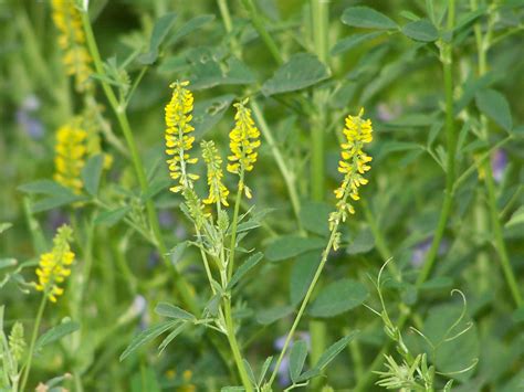 Yellow Sweet Clover Seed Coated Farmers Daughters Seeds