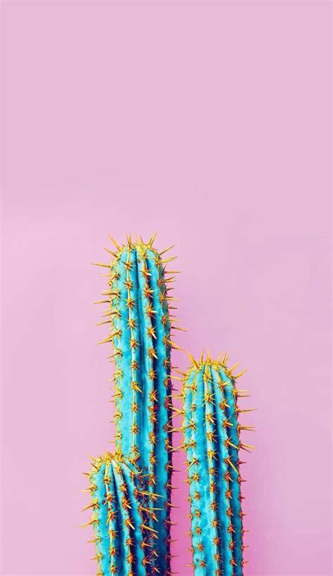 Pastel Cactus Wallpaper Hd Bmp Puke