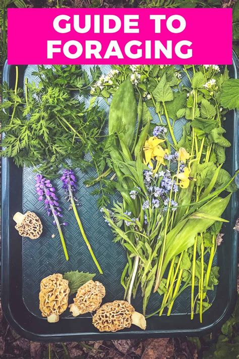 The Ultimate Guide To Foraging For Wildflowers And Mushrooms In The