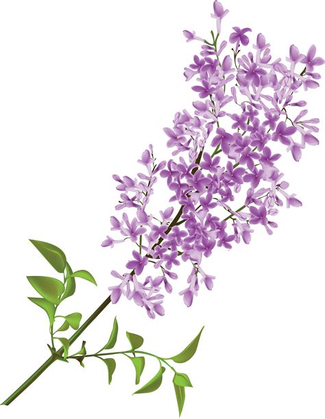 Common Lilac Flower Clip Art Lilac Png Download 19352500 Free