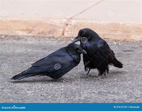 Two Ravens Stock Image Image Of Beak Bird National 37613129