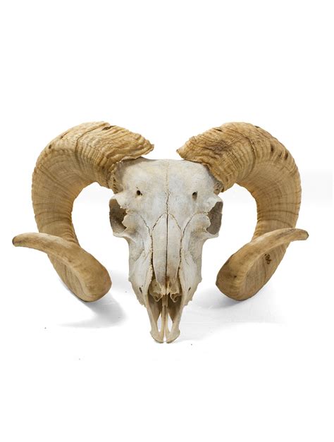 Free Photo Ram Skull Anatomy Research Horns Free Download Jooinn